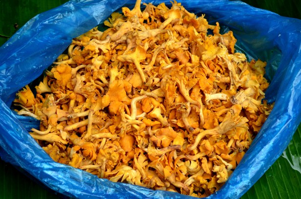 House of Haos Xishuangbanna Yunnan farmers market chantarelles