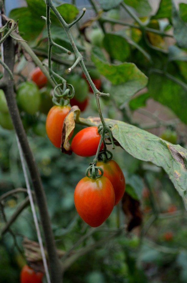 House of Haos Kunming Yunnan Haobao Organic Farm Cherry Tomatoes
