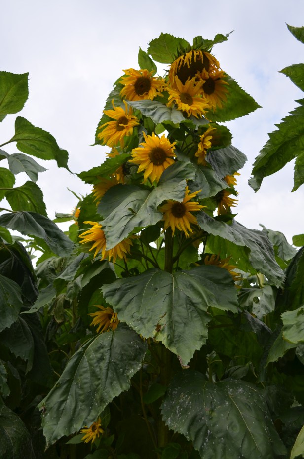 House of Haos Kunming Yunnan Haobao Organic Farm Sunflowers