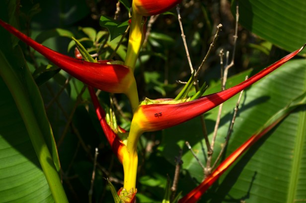 House of Haos Xishuangbanna Jinghong Tropical Botanical Gardens Flower 10