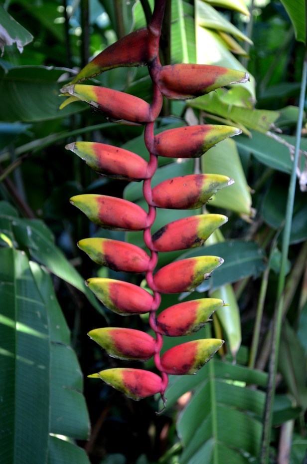 House of Haos Xishuangbanna Jinghong Tropical Botanical Gardens Flower 3