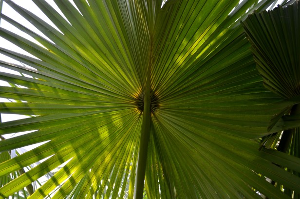 House of Haos Xishuangbanna Jinghong Tropical Botanical Gardens Palm Frond