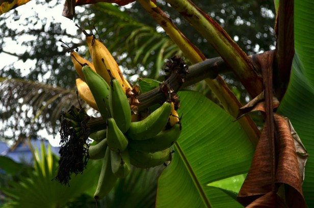 House of Haos Xishuangbanna Menghai Aini Village Banana Tree