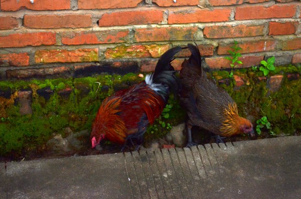 House of Haos Xishuangbanna Menghai Aini Village Chickens 1