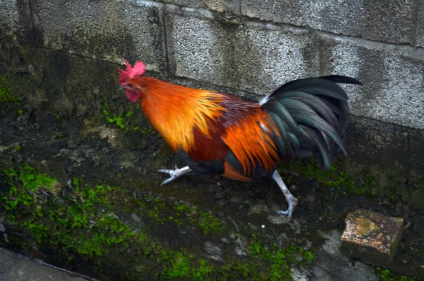 House of Haos Xishuangbanna Menghai Aini Village Chickens 4