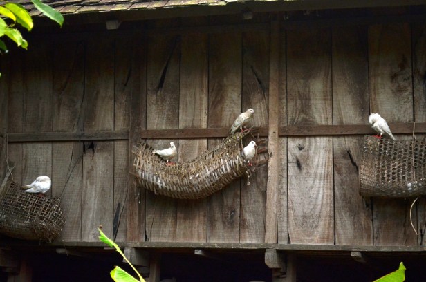 House of Haos Xishuangbanna Menghai Aini Village Doves
