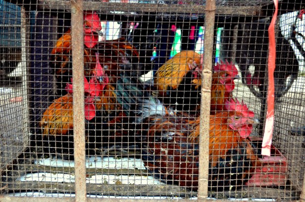 House of Haos Xishuangbanna Menghai Aini Village Market Chickens 1