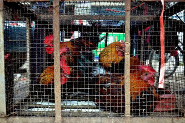 House of Haos Xishuangbanna Menghai Aini Village Market Chickens 3