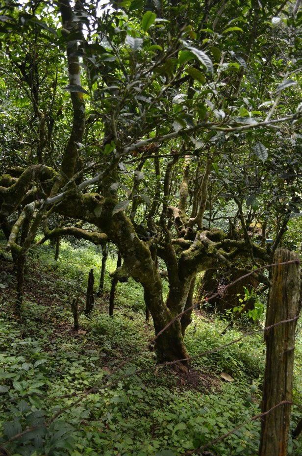 House of Haos Yunnan Puer Tea Hike 800 Yr Old Tree