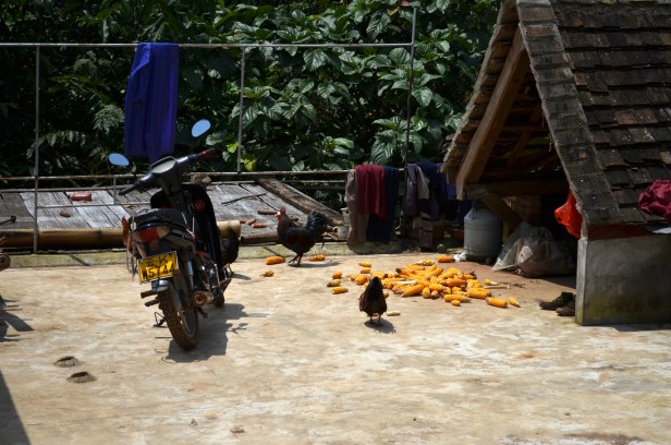 House of Haos Yunnan Puer Tea Hike Chickens Corn