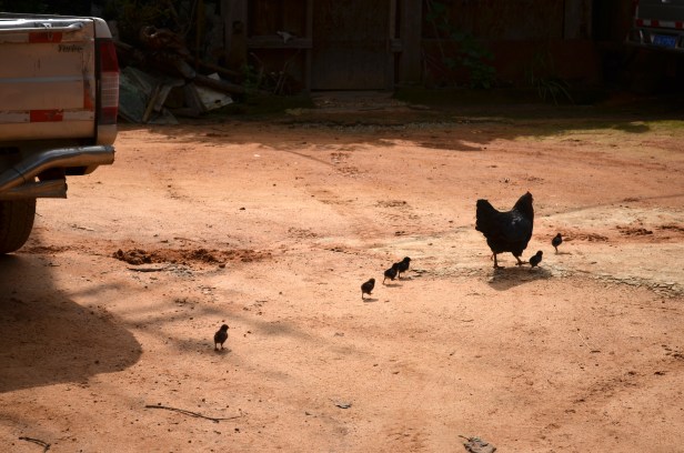 House of Haos Yunnan Puer Tea Hike Chickens