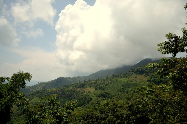 House of Haos Yunnan Puer Tea Hike Clouds