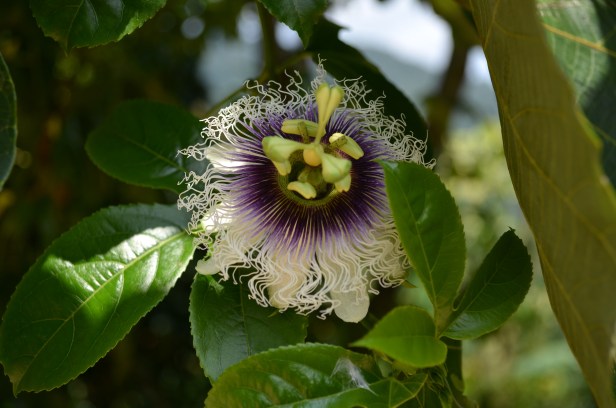 House of Haos Yunnan Puer Tea Hike Flower 2