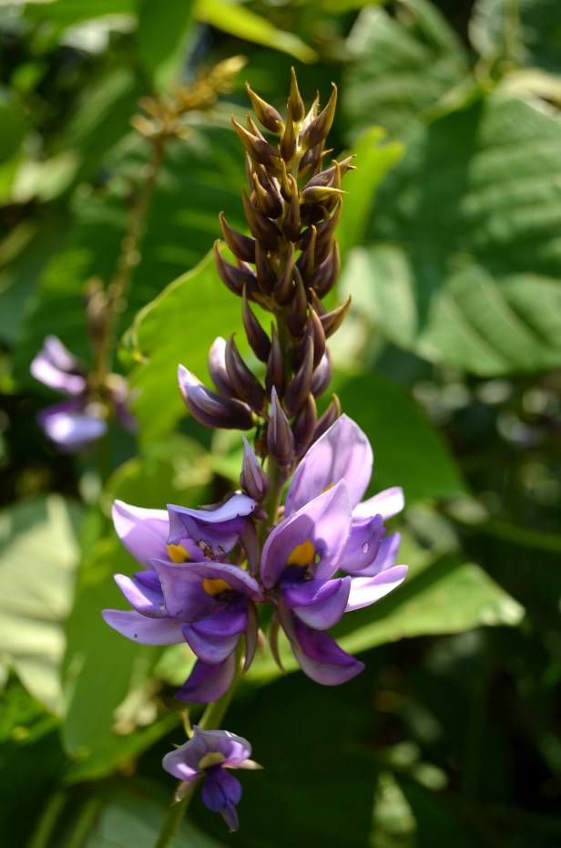 House of Haos Yunnan Puer Tea Hike Flower 3