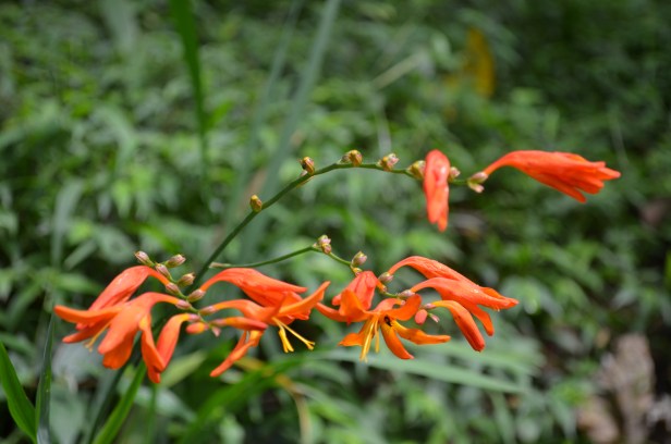 House of Haos Yunnan Puer Tea Hike Flowers 1