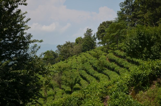 House of Haos Yunnan Puer Tea Hike Hillside 1