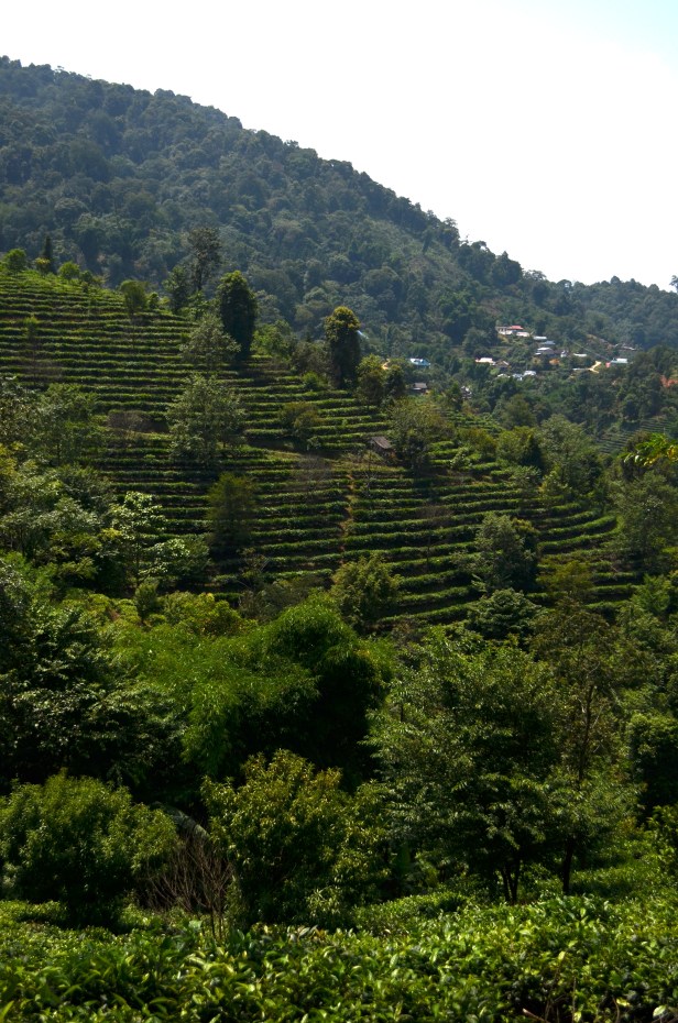 House of Haos Yunnan Puer Tea Hike Hillside 2