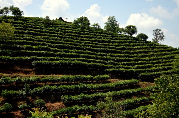House of Haos Yunnan Puer Tea Hike Hillside 3