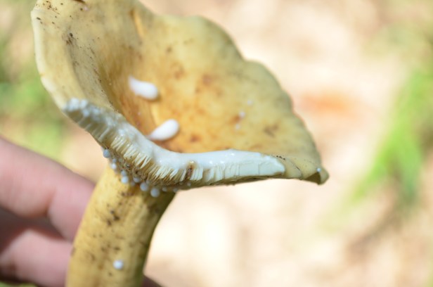 House of Haos Yunnan Puer Tea Hike Milk Mushroom
