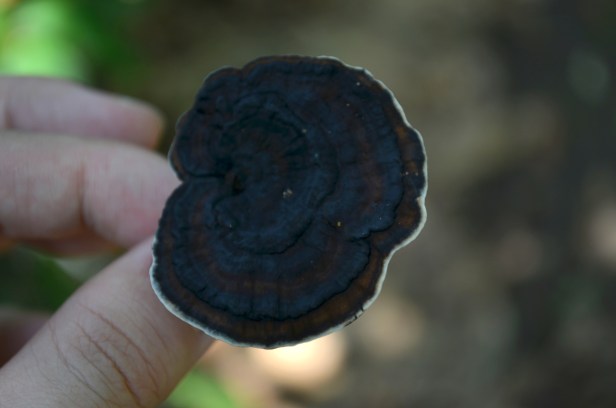 House of Haos Yunnan Puer Tea Hike Poisonous Mushroom