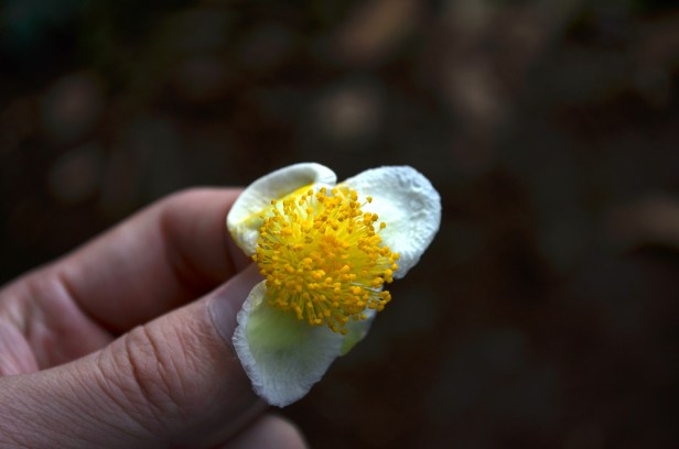 House of Haos Yunnan Puer Tea Hike Puer Blossom