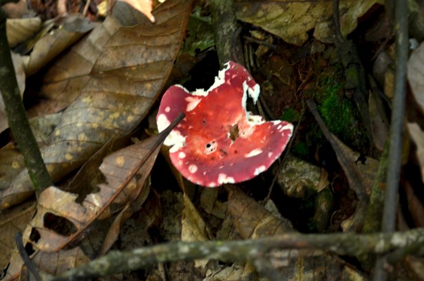 House of Haos Yunnan Puer Tea Hike Red Mushroom