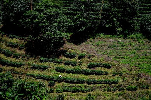 House of Haos Yunnan Puer Tea Hike Tea Picker