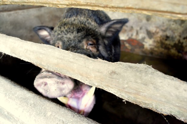 House of Haos Chengdu Sichuan China Food History Museum Pig 2