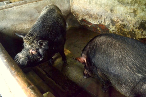 House of Haos Chengdu Sichuan China Food History Museum Pig