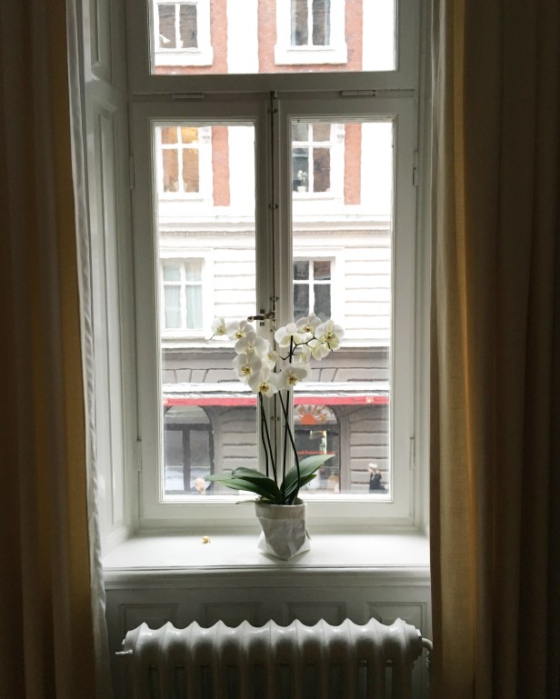 Orchid in Kungsholmen, Stockholm Sweden